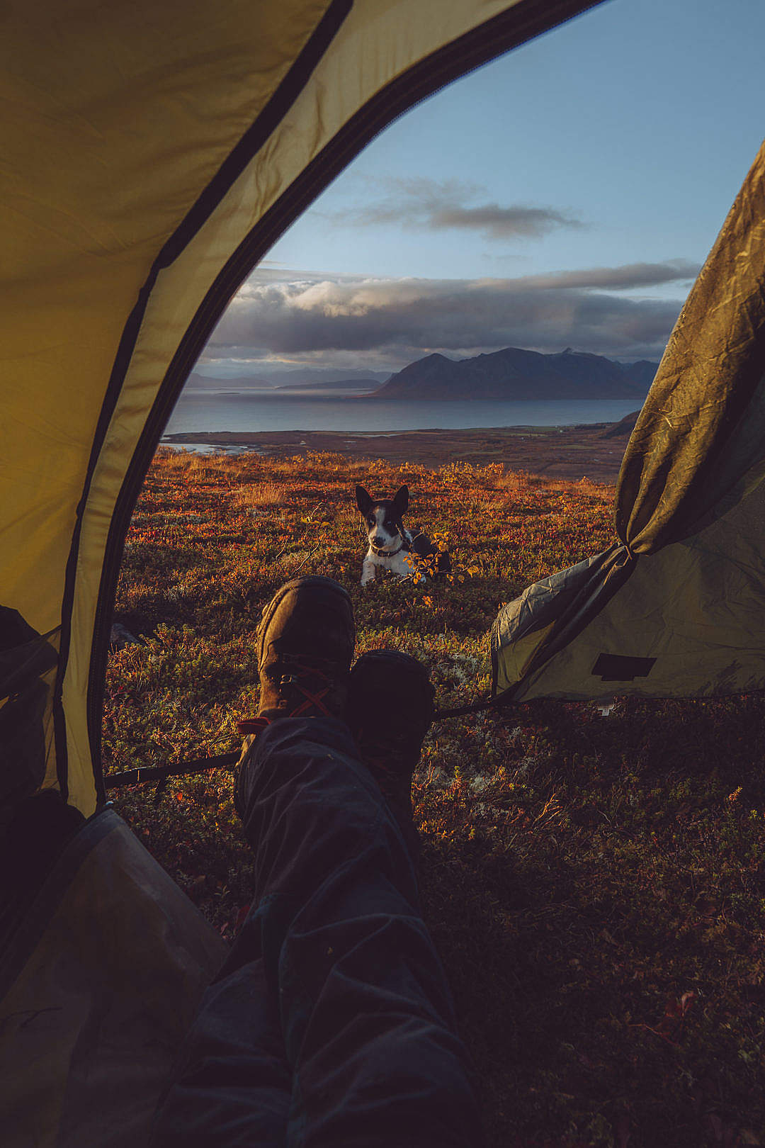 Download Amazing Camping Tent View With Husky Dog Free - Iphone Iceland Wallpaper High Resolution - HD Wallpaper 