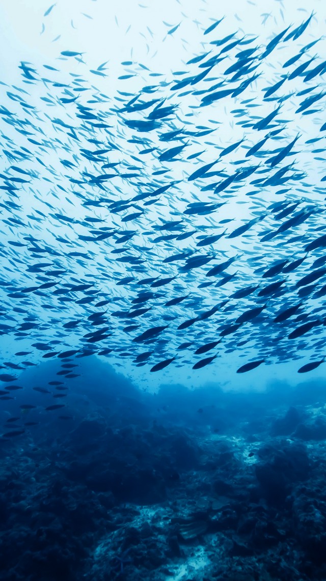 Fish School, Castle Rock, Ocean, Pacific, Atlantic, - Farmasi Omega 3 Balık Yağı - HD Wallpaper 