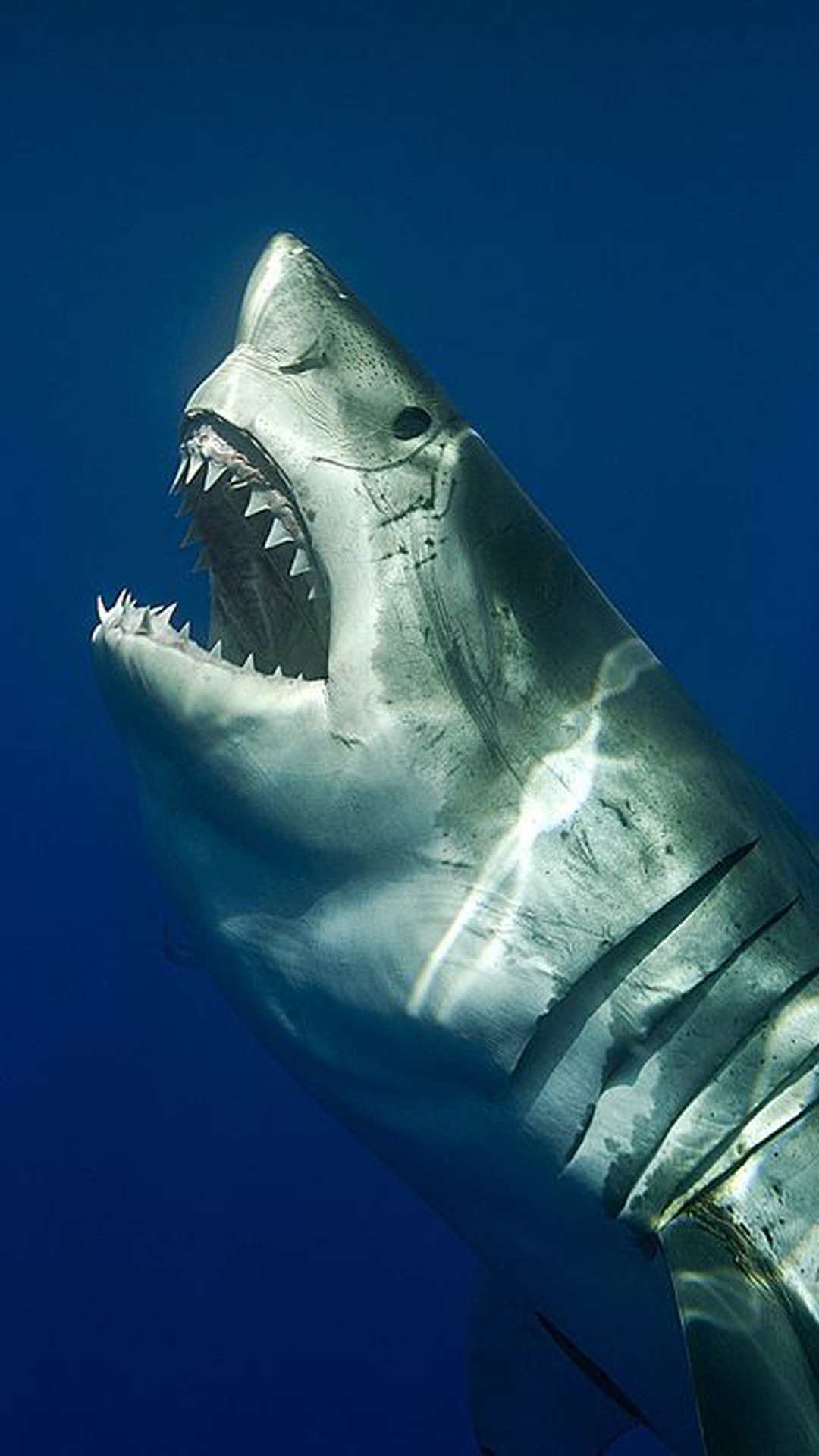 Shark Iphone 4s Wallpaper Hd With Id 13032 Free Iphone - Great White Shark Iphone - HD Wallpaper 