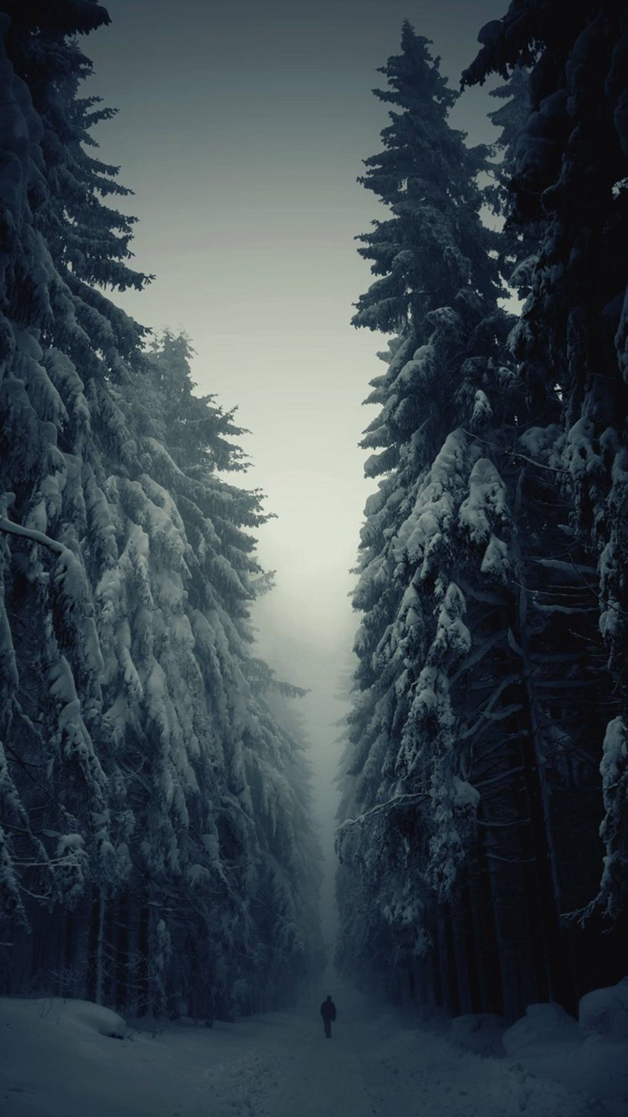 Winter Woods Wallpaper Iphone - HD Wallpaper 