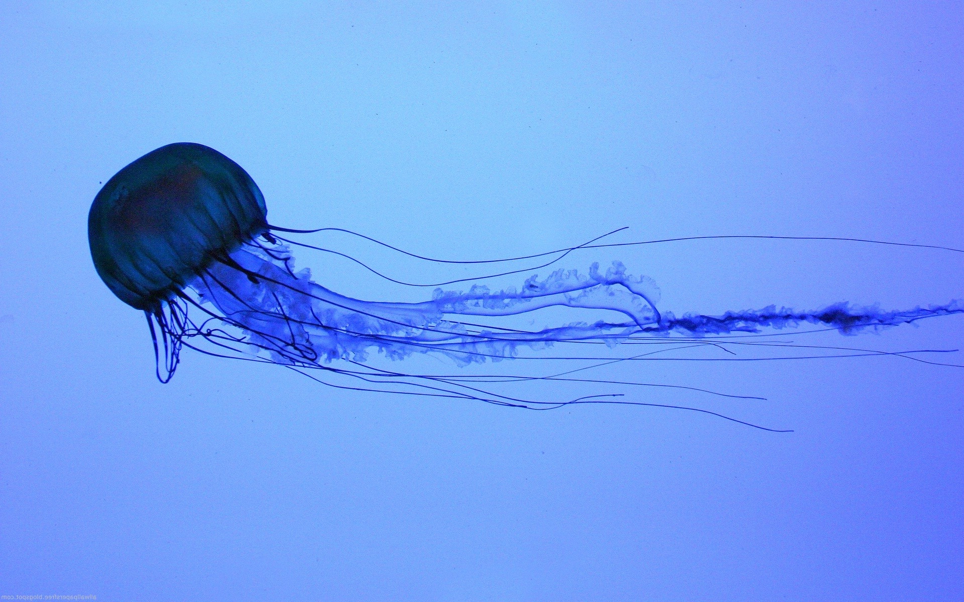 Box Jellyfish Wallpaper Hd - HD Wallpaper 