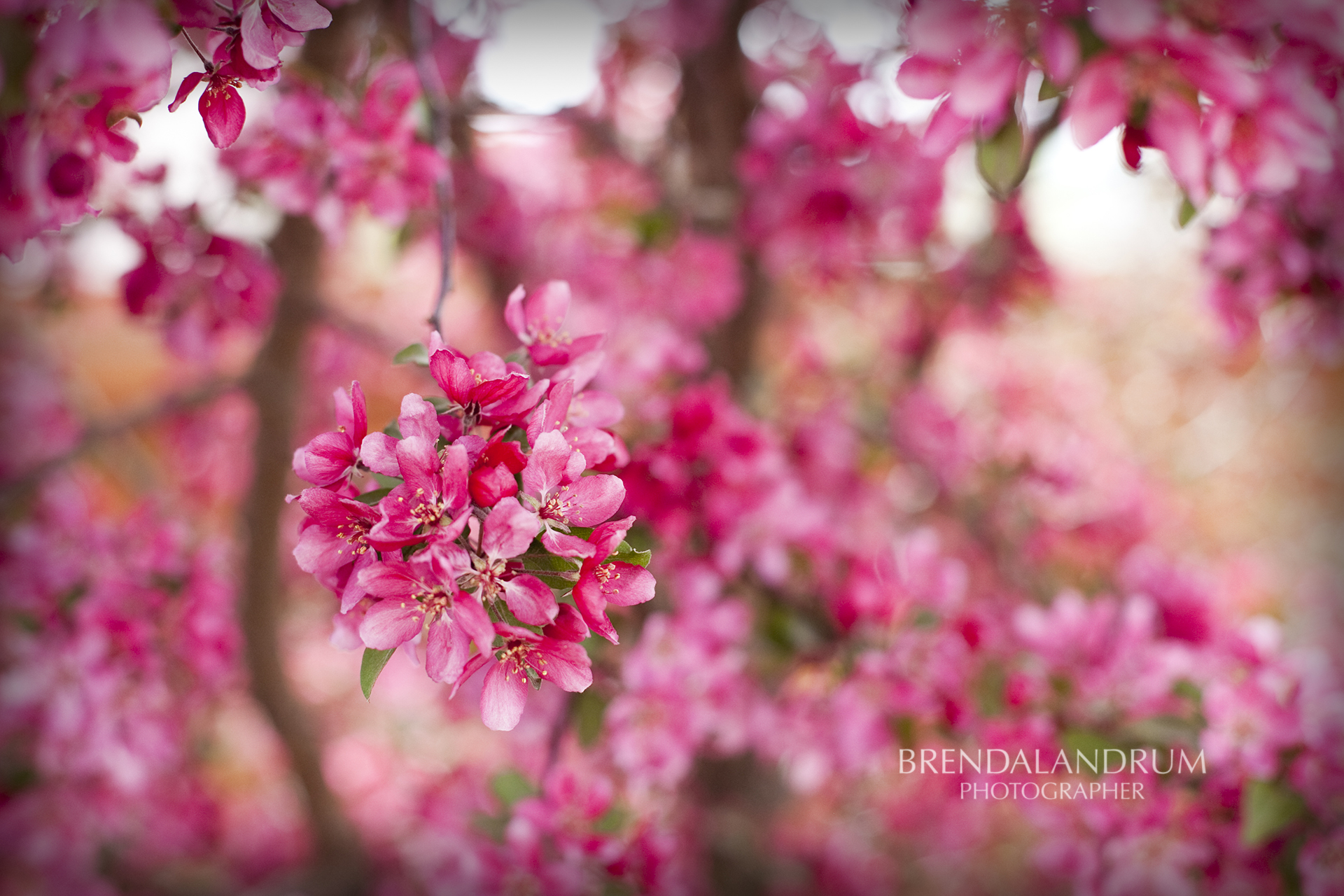 Bright Pink Blooming Tree Free Wallpaper For Desktop - April Iphone Backgrounds - HD Wallpaper 