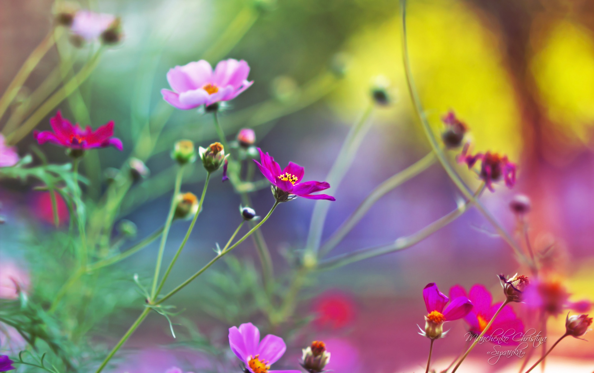 3d Hd Wallpapers Flowers - HD Wallpaper 