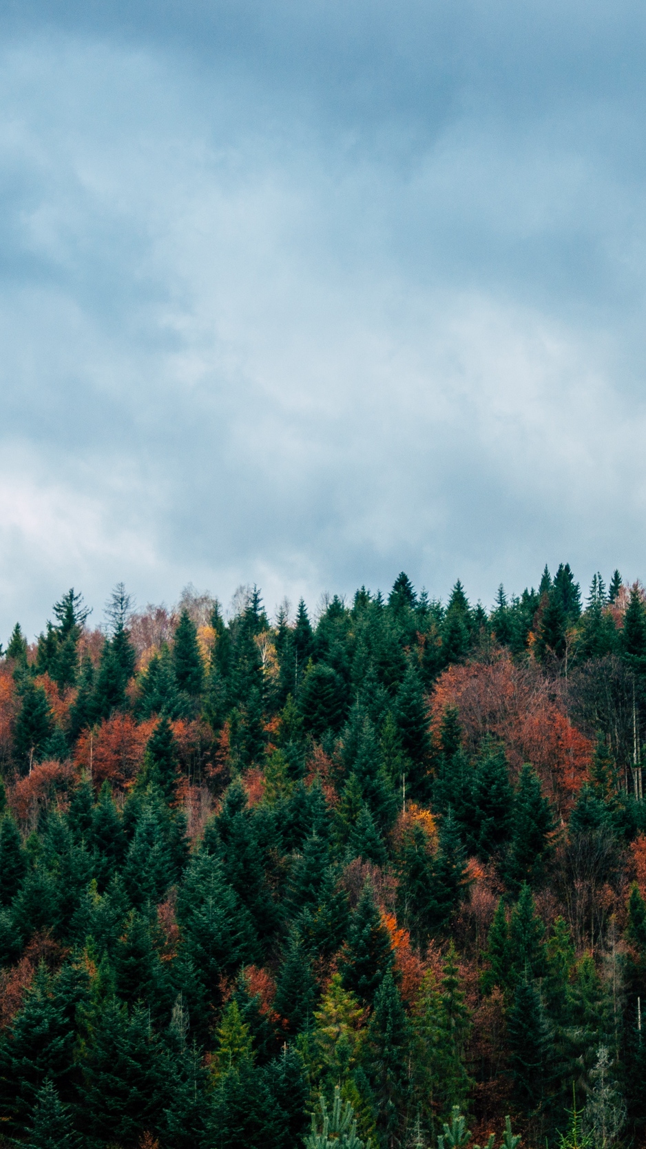 Wallpaper Trees, Sky, Autumn, Top - Fall Iphone 8 Background - HD Wallpaper 