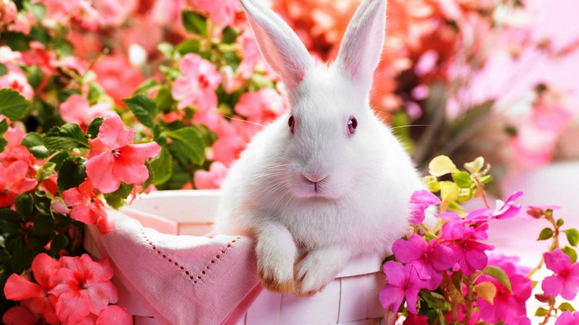 Rabbit Wallpaper Hd - HD Wallpaper 