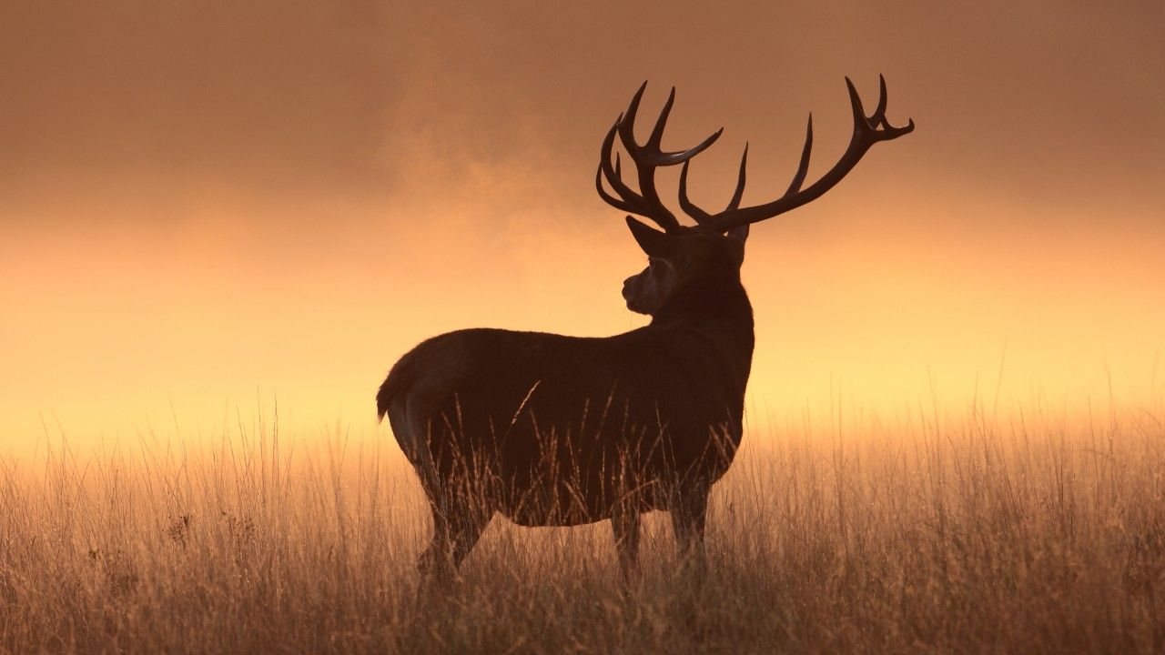 Wallpaper Deer, Silhouette, Hd, Animals, - Hd Wallpaper Deer - HD Wallpaper 
