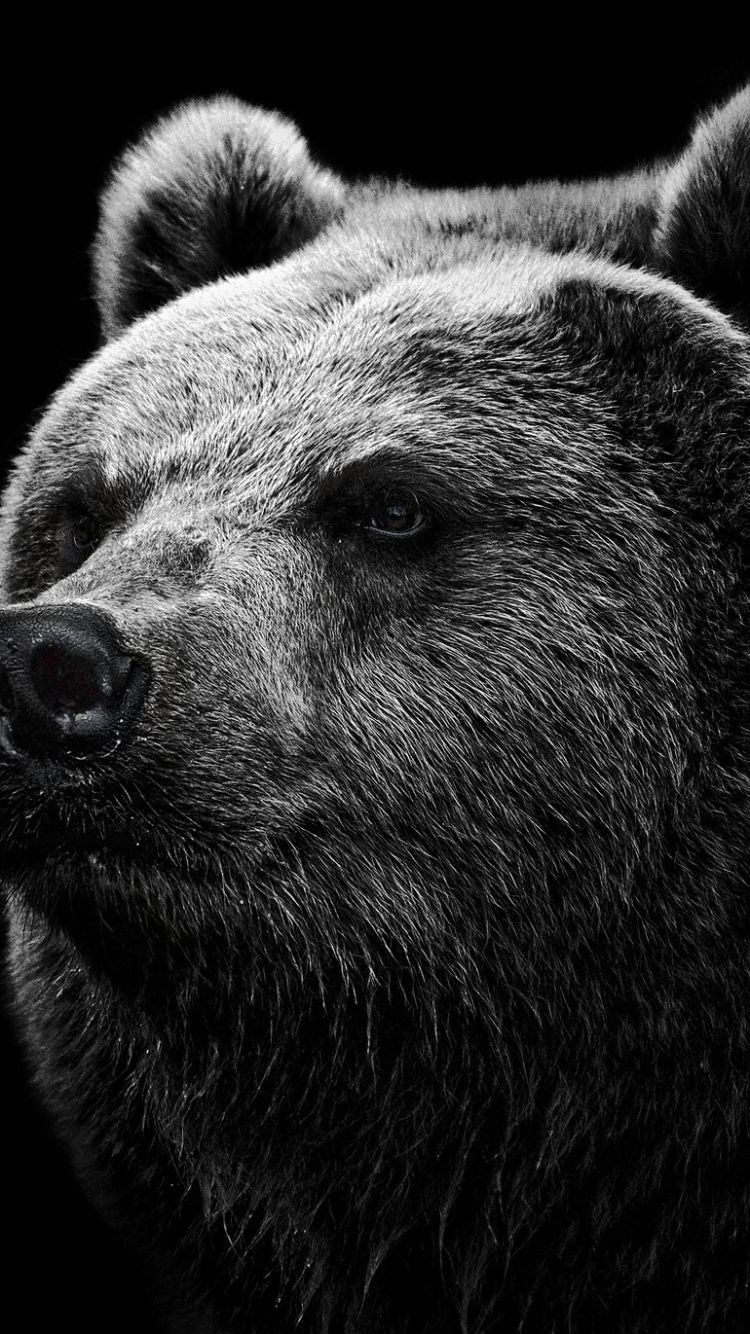 Bear Wallpaper Iphone 7 - HD Wallpaper 