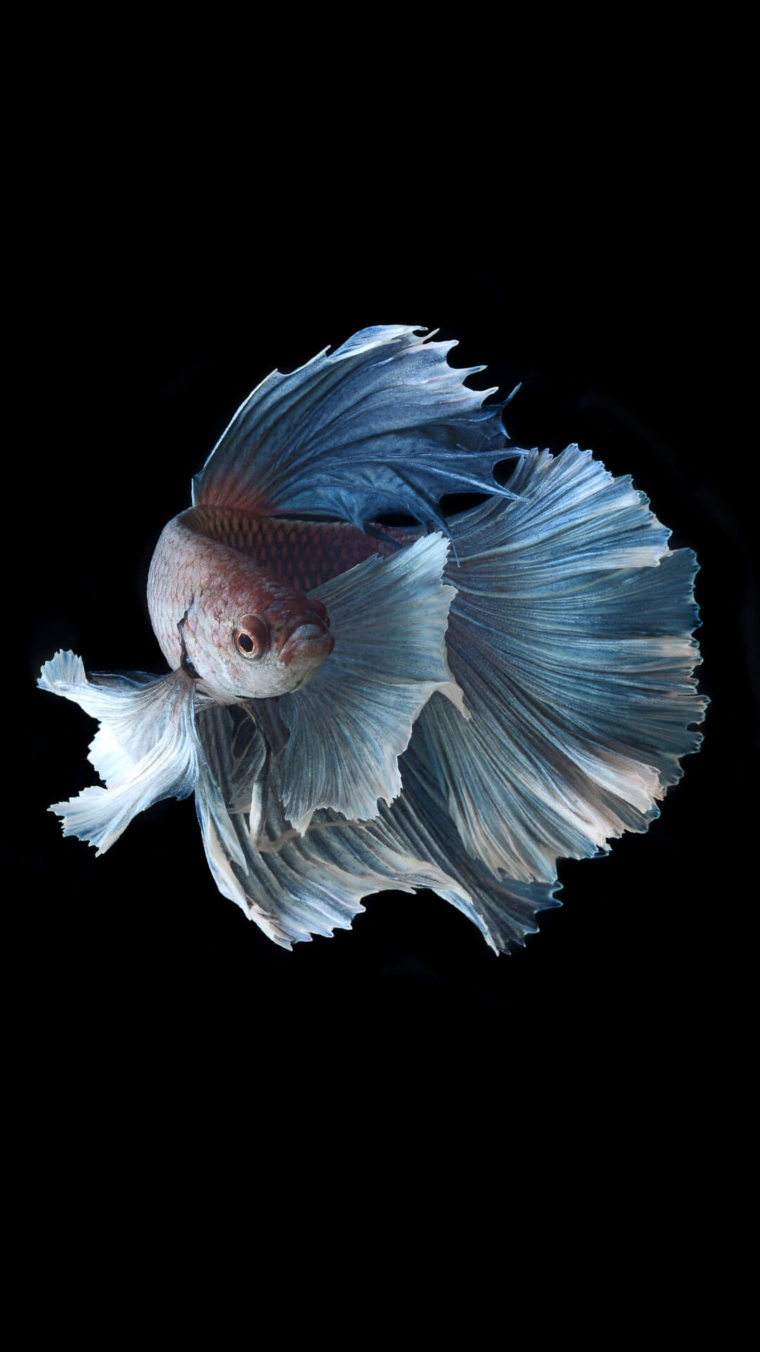 Betta Fish Iphone 7 Wallpaper - Siamese Fighting Fish Acryl - HD Wallpaper 