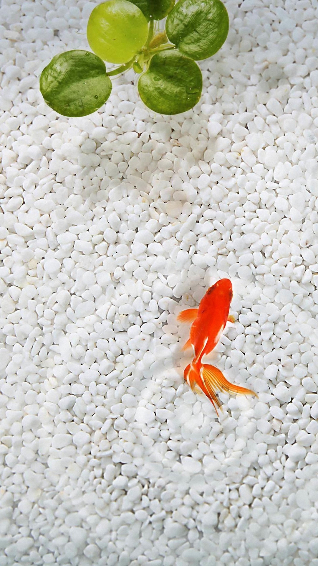 Cute Goldfish Iphone 6s Plus Wallpaper Hd - Fish Wallpaper Hd For Mobile - 1080x1920 Wallpaper Cute Goldfish Iphone 6s Plus Wallpaper Hd - Fish Wallpaper Hd For Mobile - 1080x1920 Wallpaper