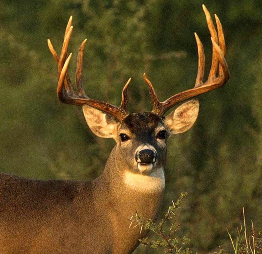 Deer Bucks - HD Wallpaper 