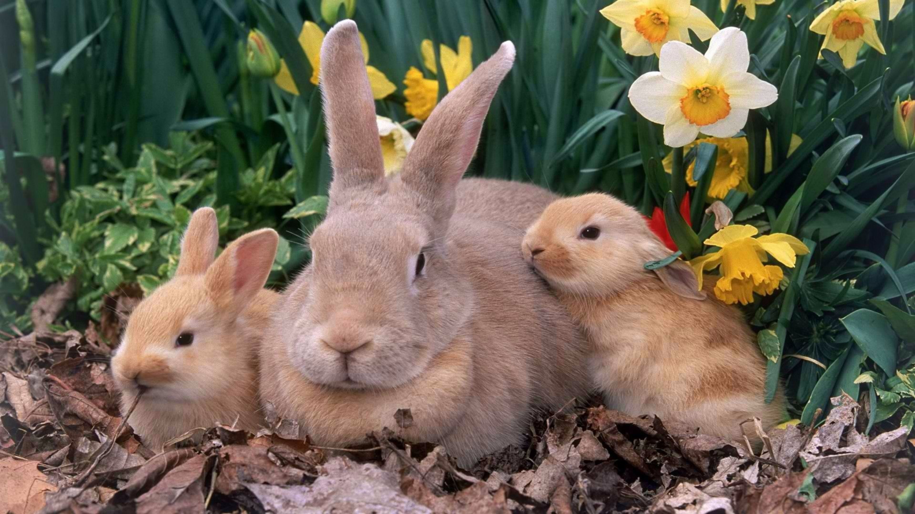 3840x2160, Spring Bunny 4k Wallpaper 
 Data Id 190240 - HD Wallpaper 