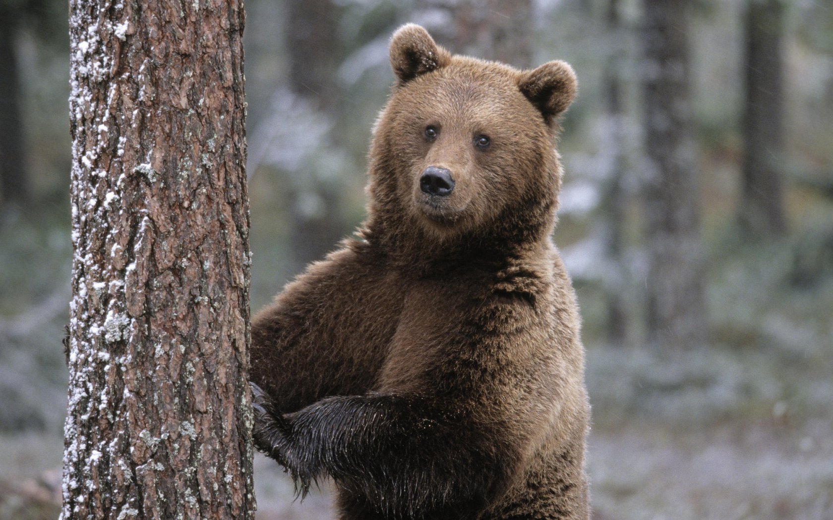 Bear Wallpaper - Brown Bear - HD Wallpaper 