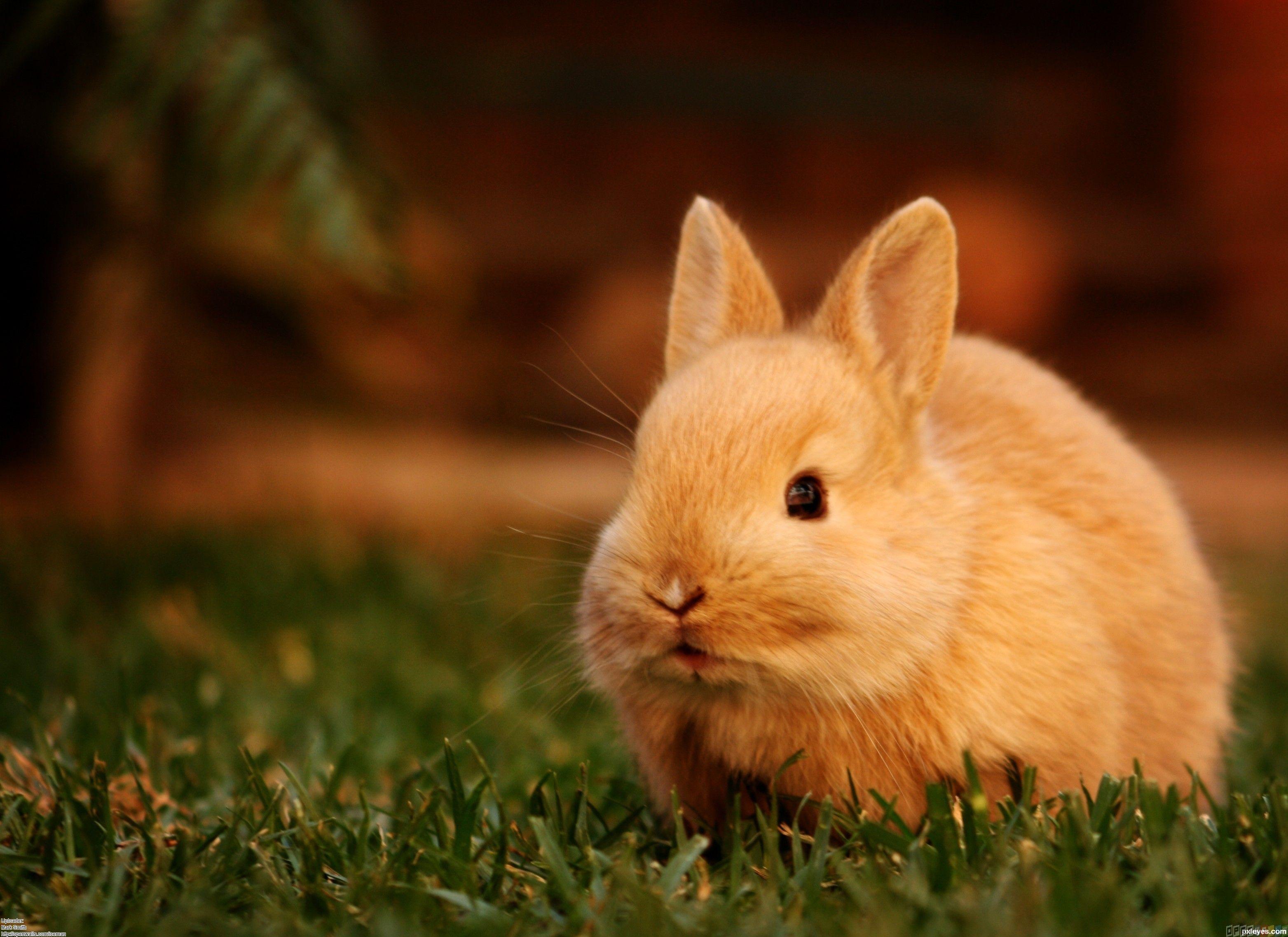 Cute Bunny Wallpaper Hd - Bunny Wallpaper Hd - HD Wallpaper 