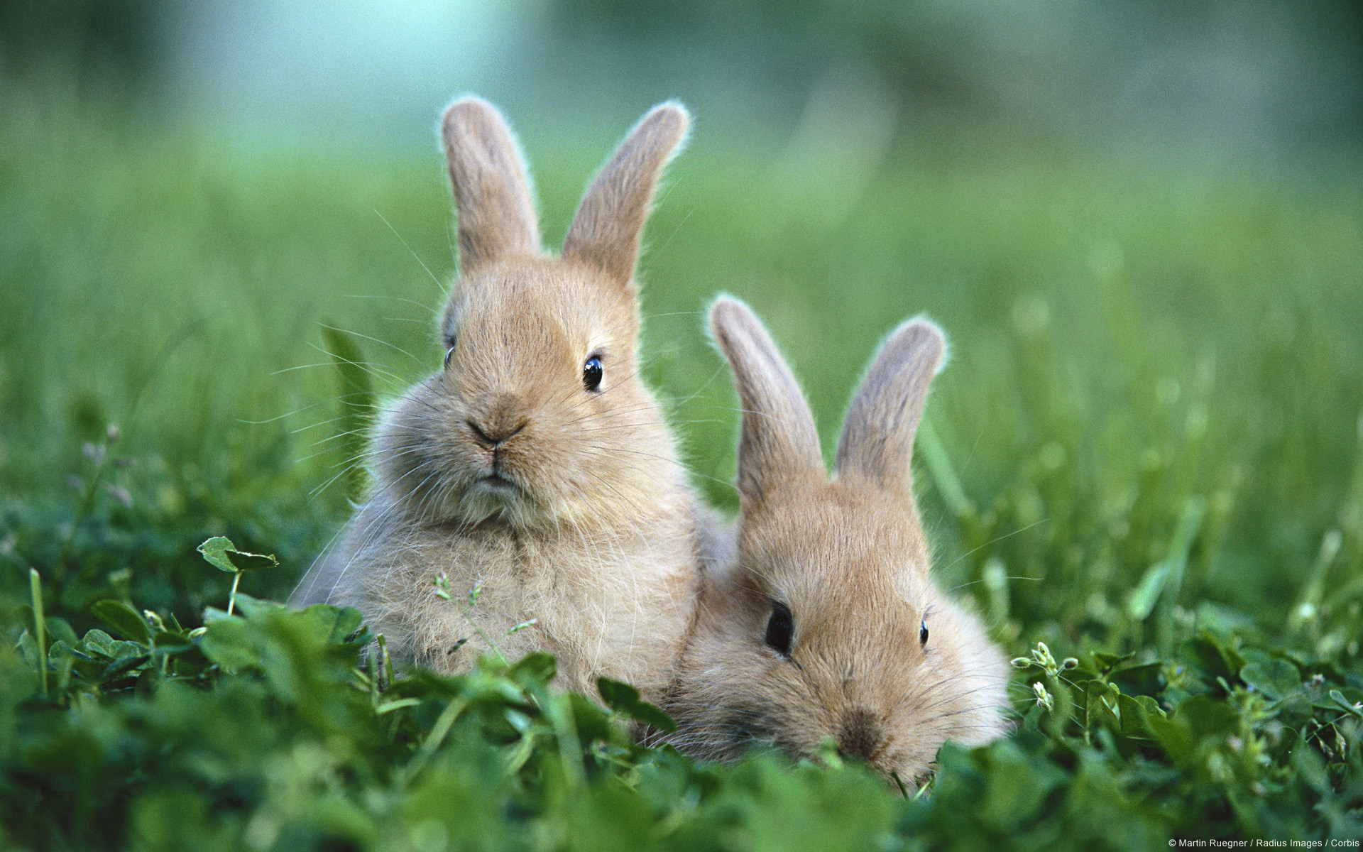 Baby Rabbit Wallpaper Cute 10829 Wallpaper Cool Walldiskpapercom - Baby Bunnies In The Grass - HD Wallpaper 