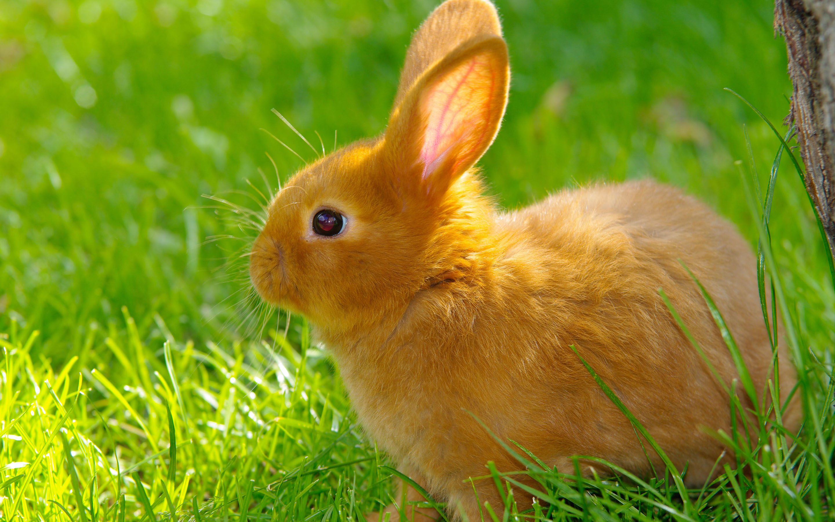Bunnies - Cute Rabbit In Grass - HD Wallpaper 