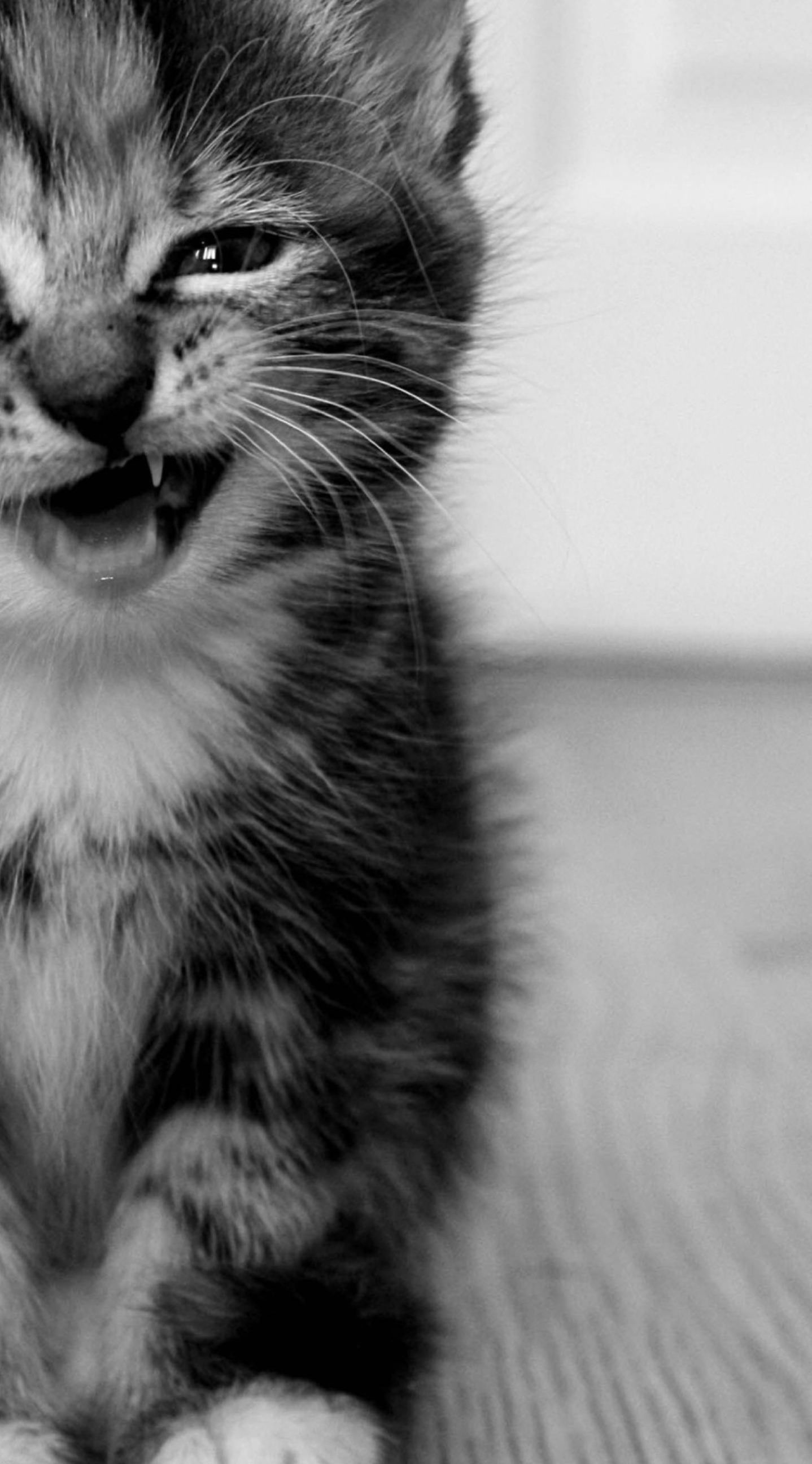 Iphone Wallpapers Cat Group 
 Data-src /full/8173 - Black Iphone Cat Wallpaper Hd - HD Wallpaper 