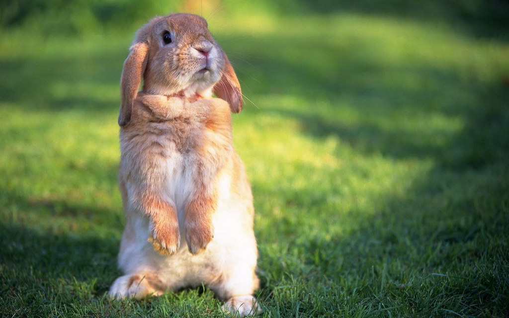 Bunny Wallpaper Hd - HD Wallpaper 