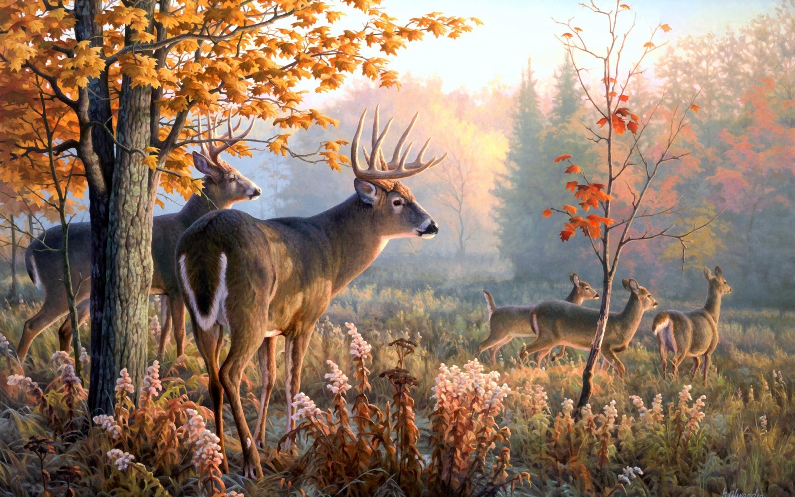 Desktop Backgrounds Deer - HD Wallpaper 