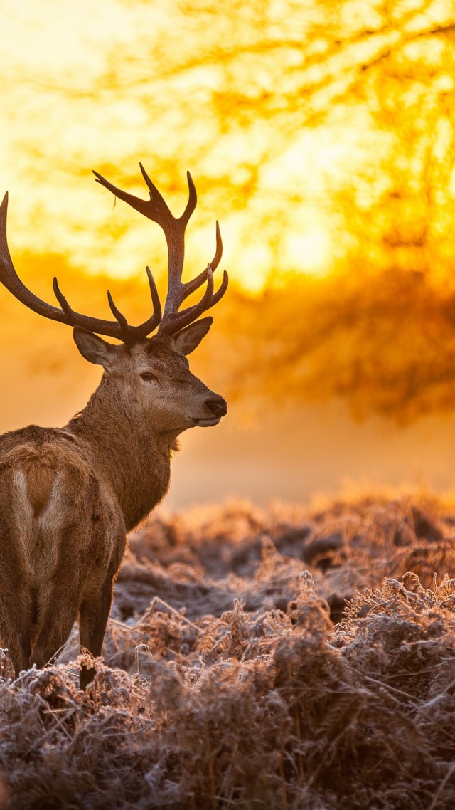 Deer, 4k, Hd Wallpaper, Wild, Sun, Yellow, Nature, - Deer Wallpaper Phone - HD Wallpaper 