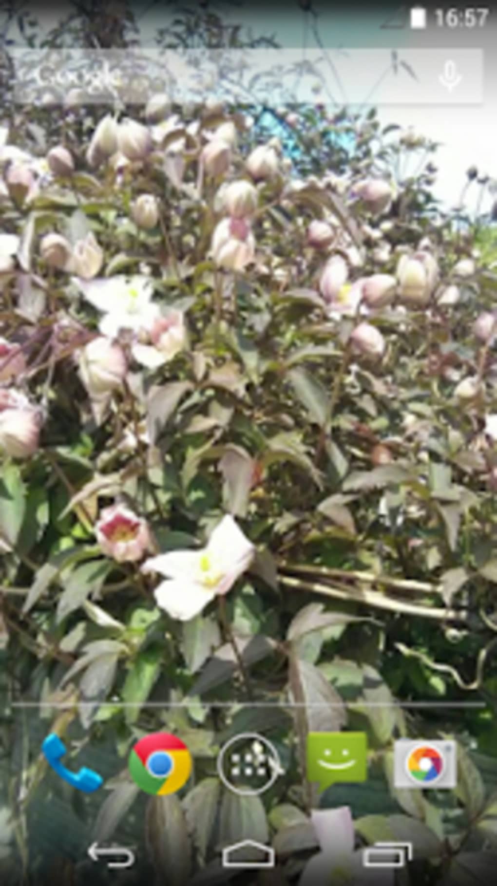 Depth Photo 3d Live Wallpaper - Camellia Sasanqua - HD Wallpaper 