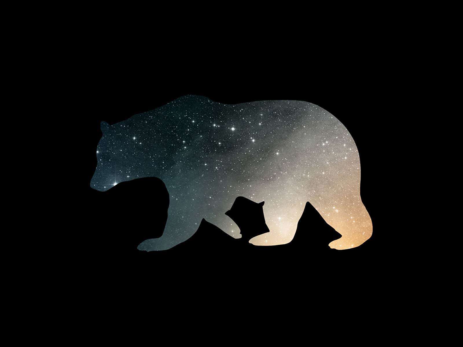 Bear Wallpaper Phone Black And White - HD Wallpaper 