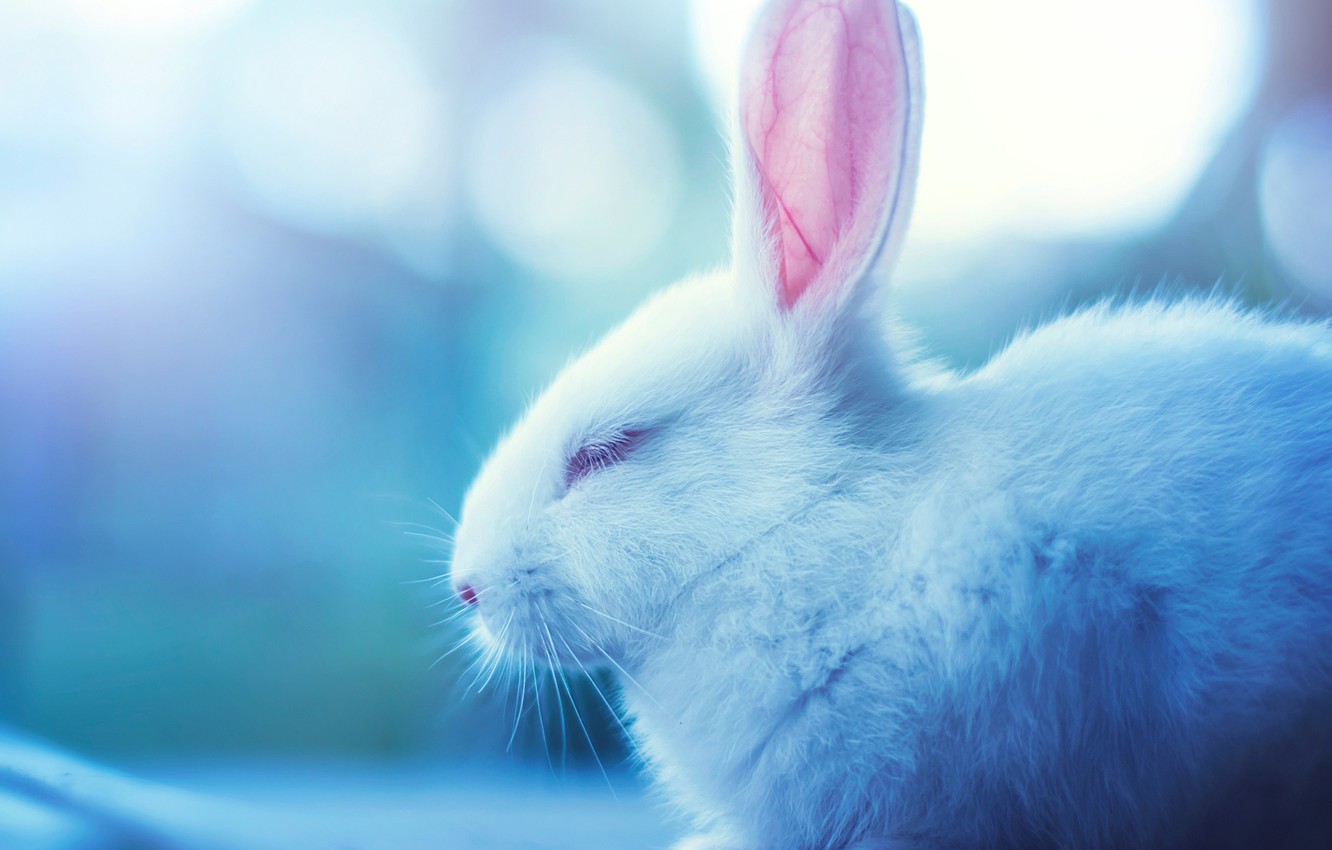 Photo Wallpaper White, Rabbit, Muzzle, Sleeping, Profile, - Cute Rabbit Images Hd - HD Wallpaper 