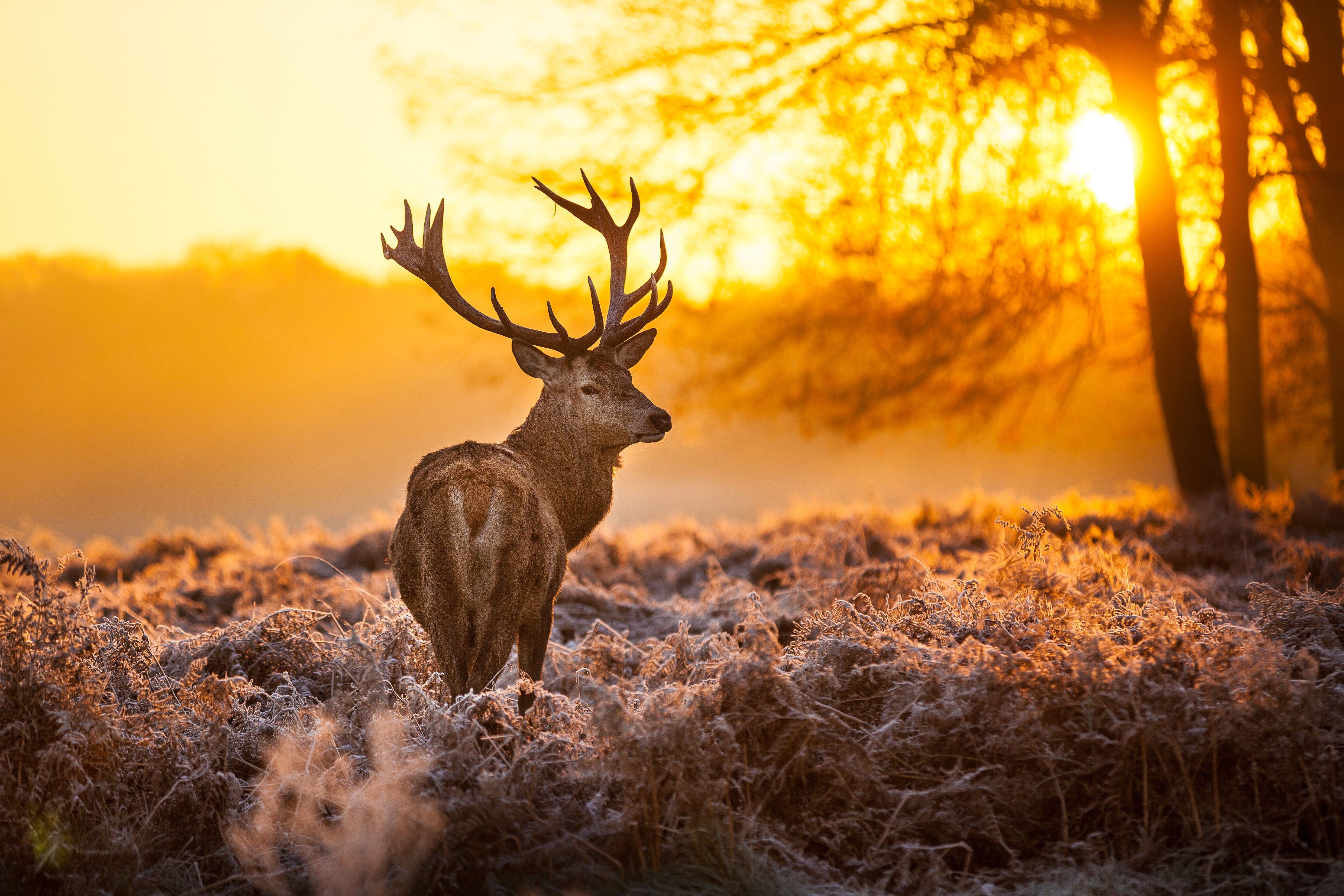 498 Deer Hd Wallpapers - Deer Hd - HD Wallpaper 