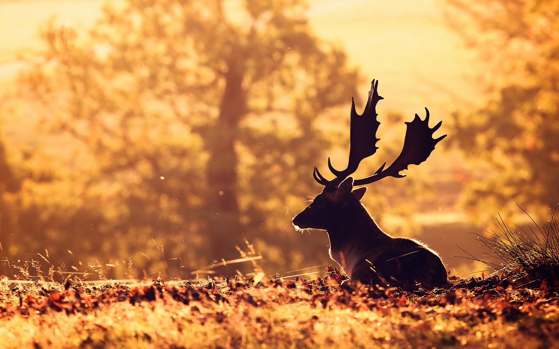 Hdq Beautiful Deer Images & Wallpapers - HD Wallpaper 