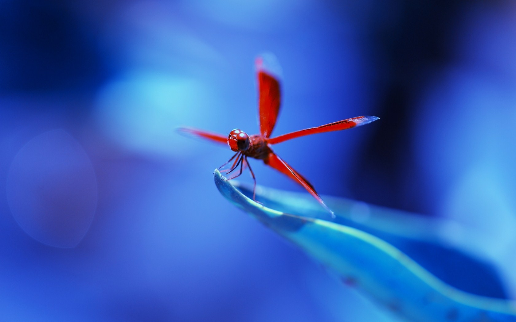 Dragonfly Wallpaper Hd - HD Wallpaper 