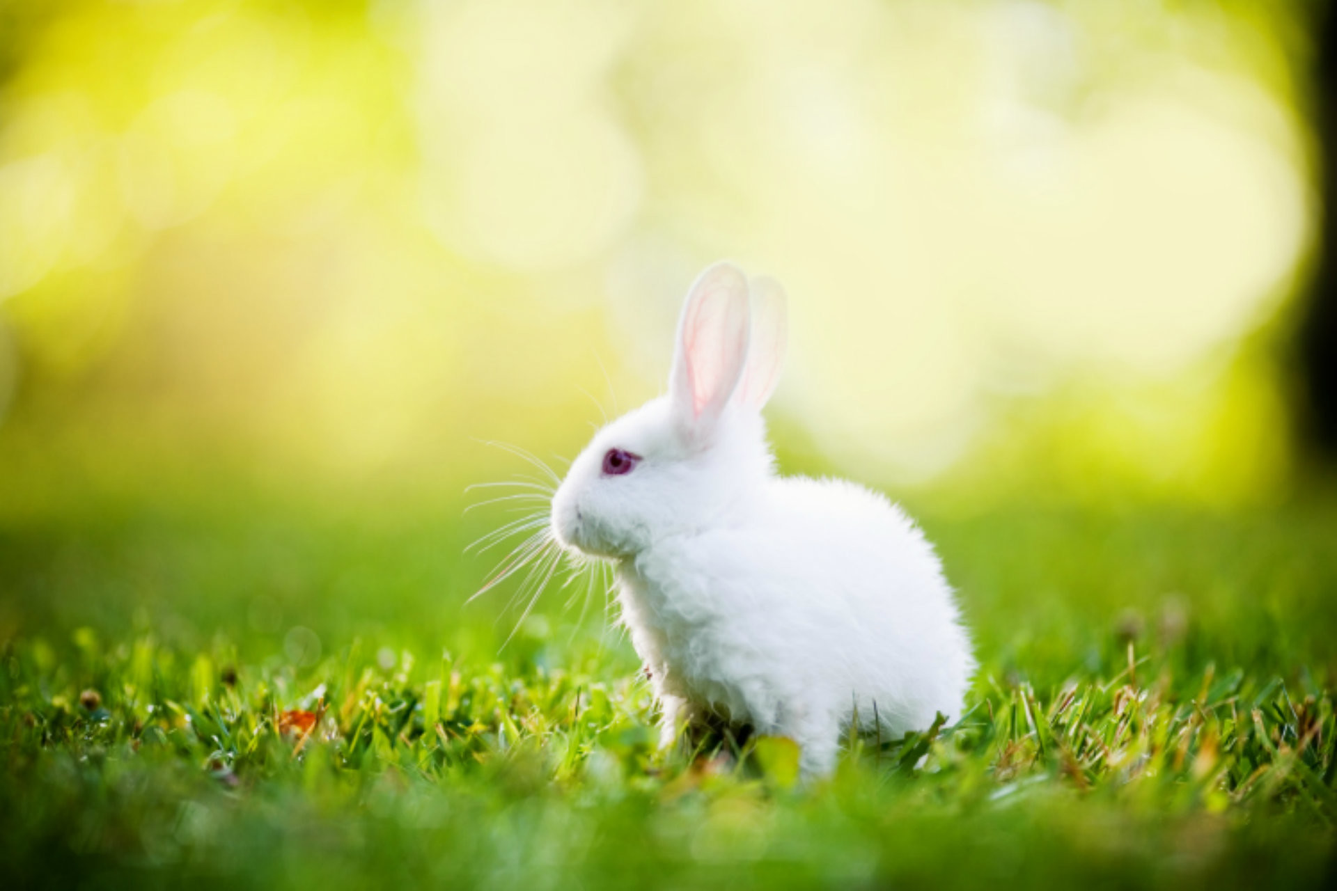 1920x1280, Rabbit Wallpapers - Good Morning White Rabbit - HD Wallpaper 