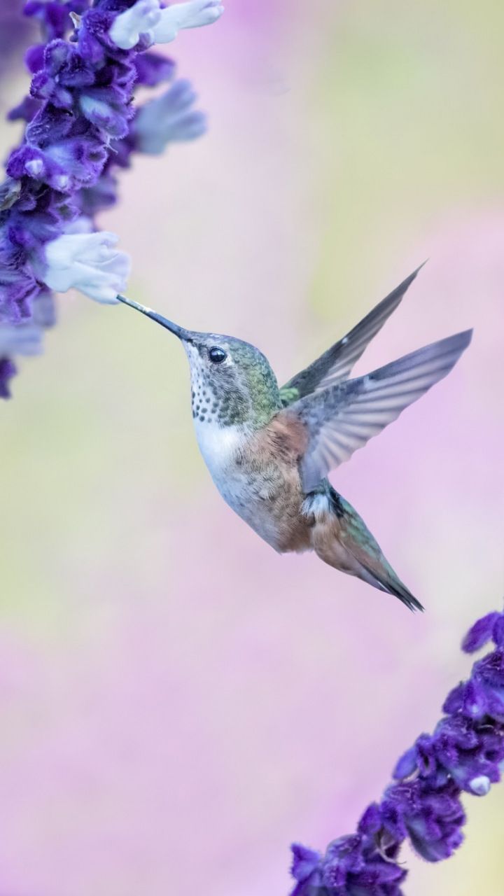 Flight, Flowers, Cute, Hummingbird, Wallpaper - Cute Hummingbird - HD Wallpaper 