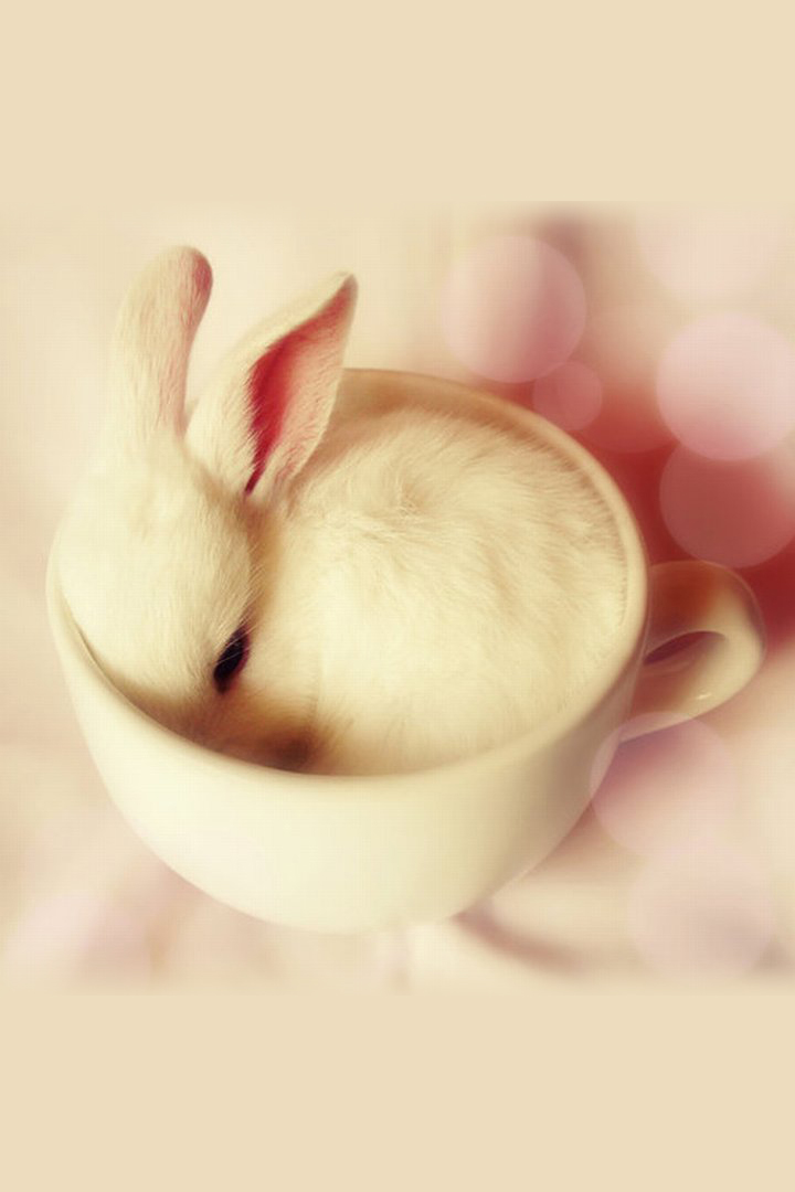 Cute Bunny Mug Android Wallpaper - Cute Android Wallpaper Hd - 720x1080 Wallpaper Cute Bunny Mug Android Wallpaper - Cute Android Wallpaper Hd - 720x1080 Wallpaper
