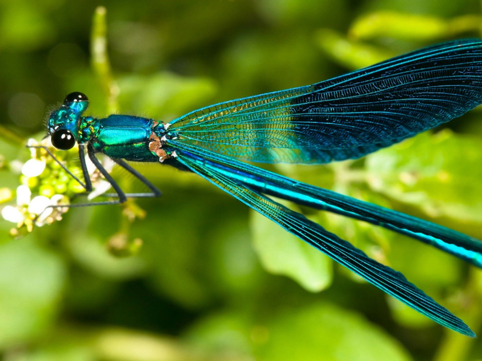 1920x1440, Mobile Phone Dragonfly Wallpapers Hd, Desktop - Dragonfly Wallpaper Hd - 1920x1440 Wallpaper 1920x1440, Mobile Phone Dragonfly Wallpapers Hd, Desktop - Dragonfly Wallpaper Hd - 1920x1440 Wallpaper