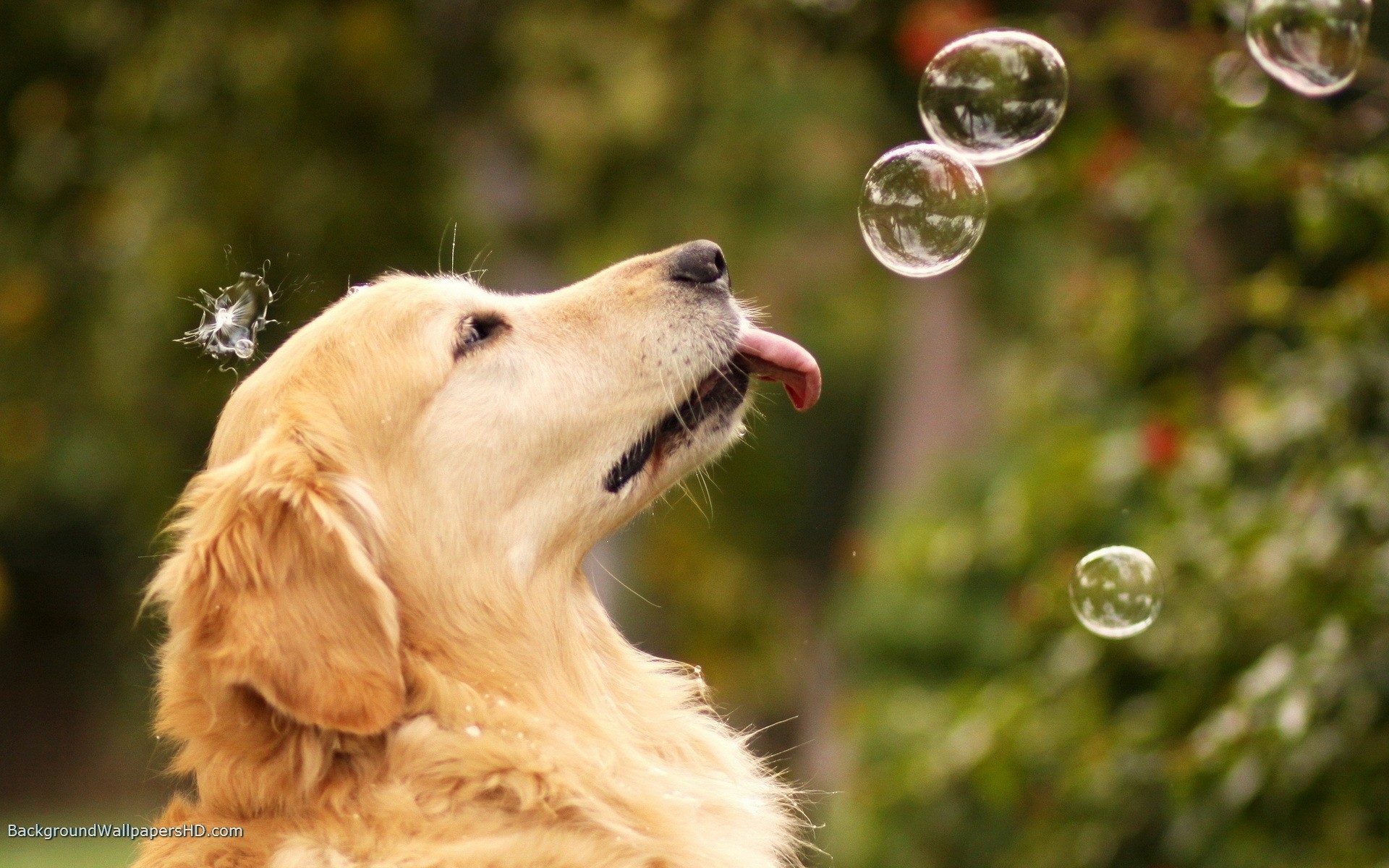 Cute, Labrador, Retriever, Dogs, High, Definition, - Golden Retriever Dog - HD Wallpaper 