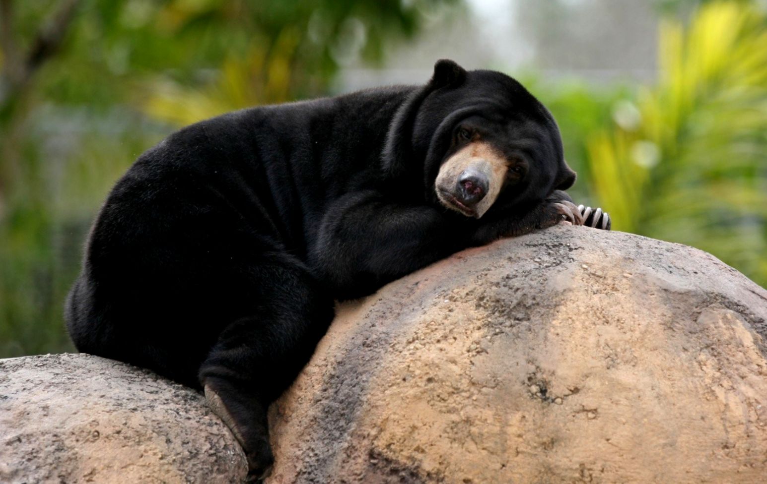Black Bear Wallpaper Pictures Bears For Hd 169 High - Cute Black Bear - HD Wallpaper 
