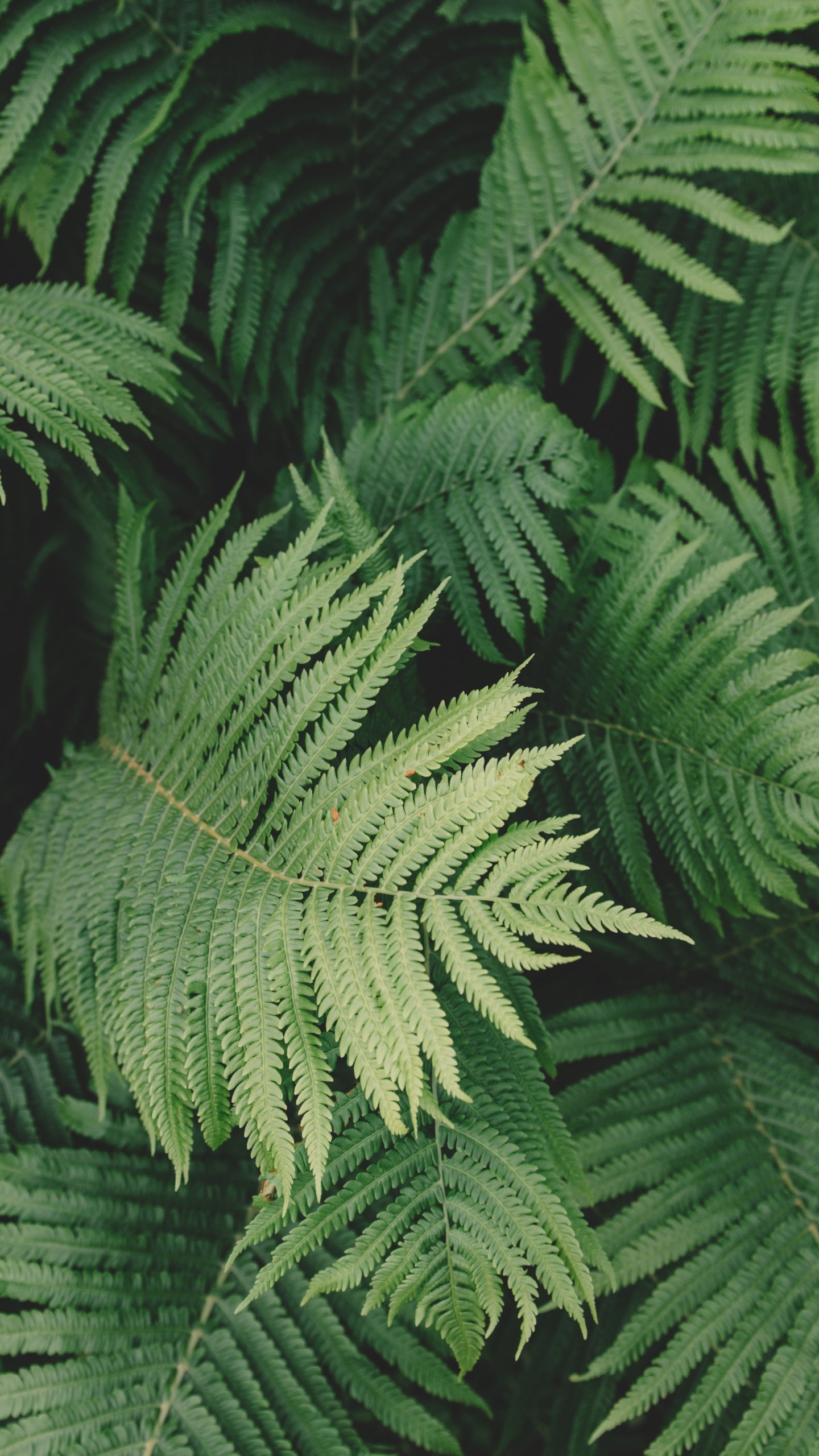 Fern Wallpaper Phone - HD Wallpaper 