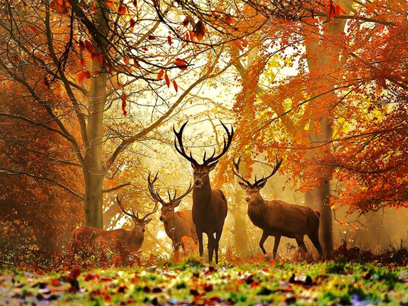 Amazing Deer Wallpaper Hd For Desktop - Beautiful Scenery With Animals - HD Wallpaper 