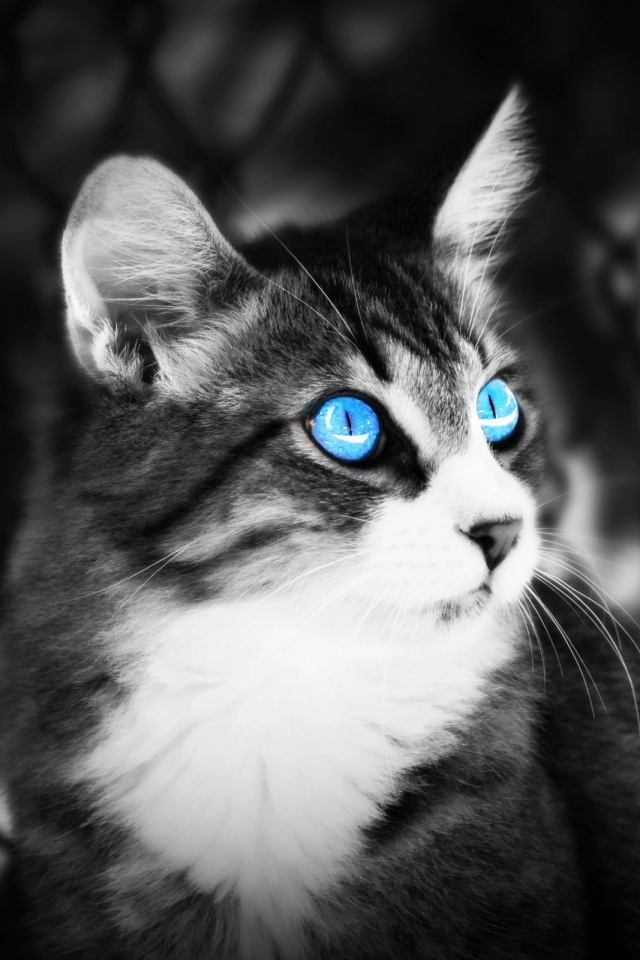 Cats Wallpaper Iphone Cat Hd For Mobile 640x960 Teahub Io - Cat Wallpaper Hd For Phone Cats Wallpaper Iphone Cat Hd For Mobile 640x960 Teahub Io - Cat Wallpaper Hd For Phone