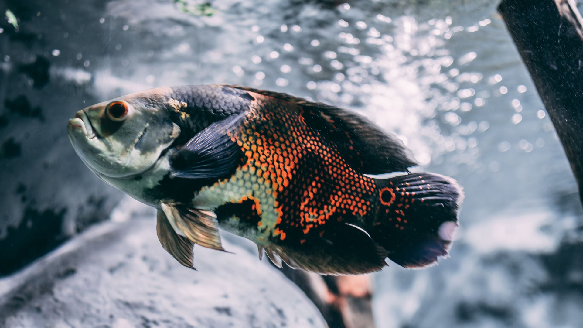 Orange Silver And Black Oscar Fish - Oscar Fish Wallpaper Hd - 1920x1080 Wallpaper Orange Silver And Black Oscar Fish - Oscar Fish Wallpaper Hd - 1920x1080 Wallpaper