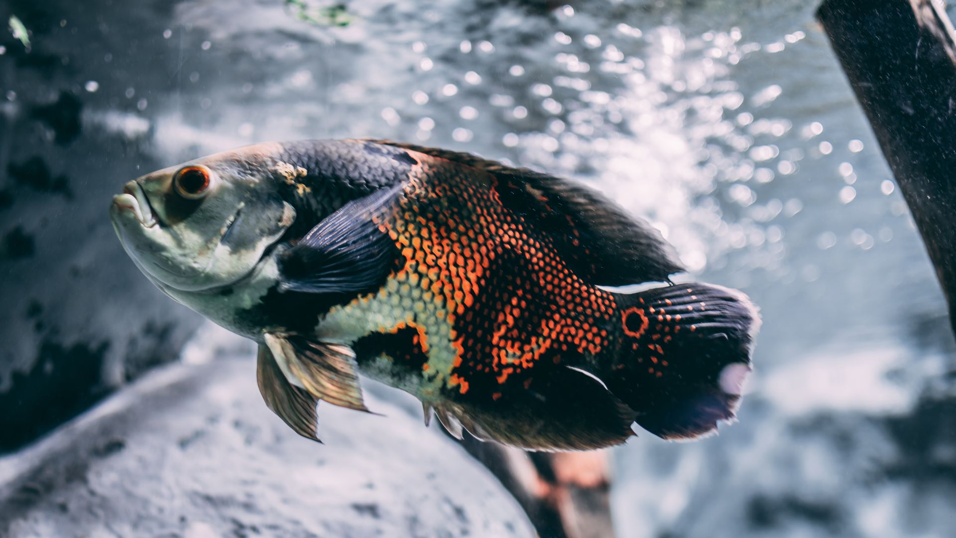 Orange Silver And Black Oscar Fish - Oscar Fish Wallpaper Hd - HD Wallpaper 