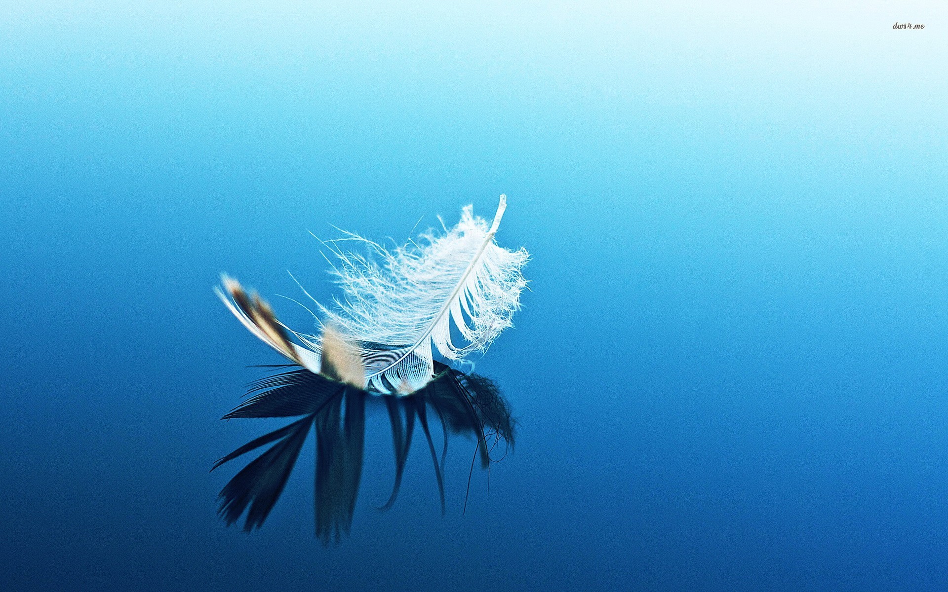 Feather On Top Of Water - HD Wallpaper 