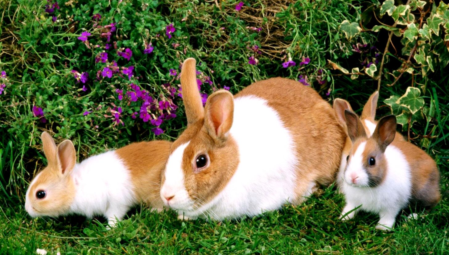 Rabbit Wallpaper And Background Image Id355664 - Rabbit Animal - HD Wallpaper 