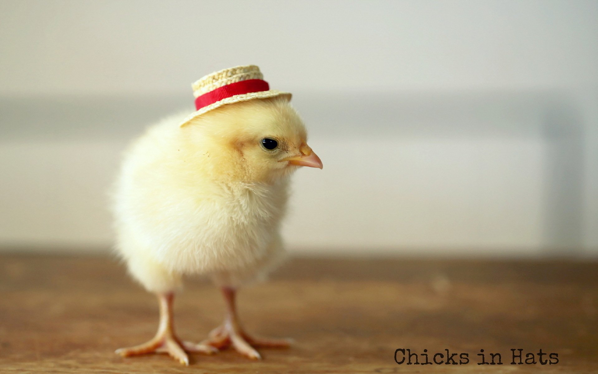 Chicks In Hats - HD Wallpaper 