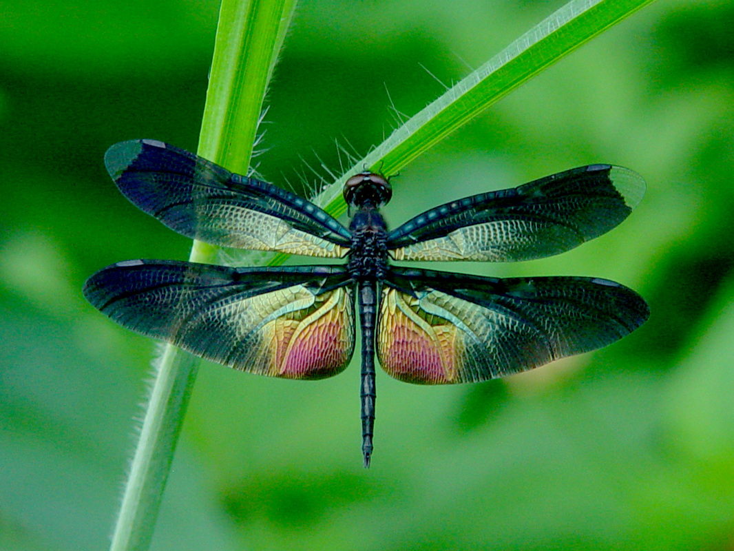 Colorful Dragonfly, Wallpaper, Desktop Background - Dragonfly Background - HD Wallpaper 