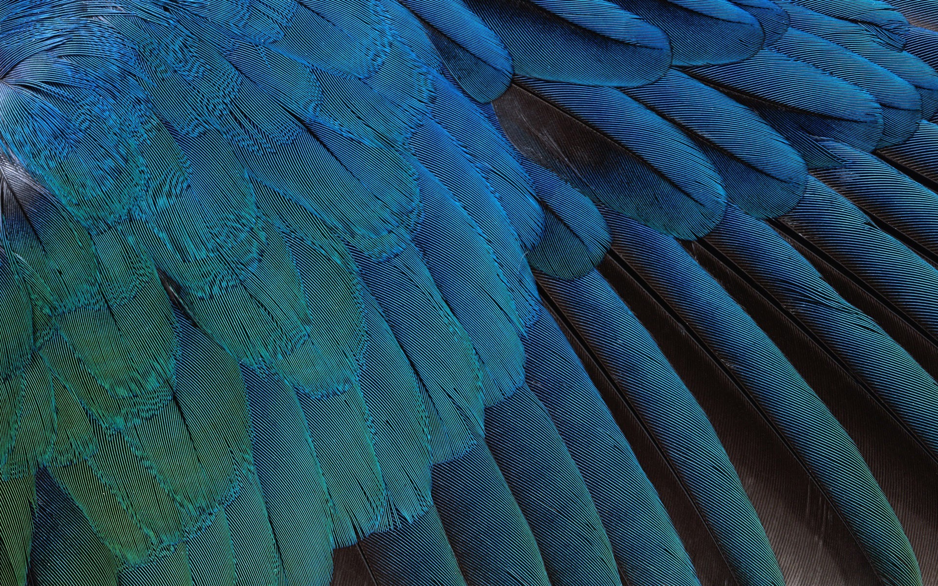 Birds Feathers Wallpaper 118607 Wallpaperup 
 Data - Blue Feathers Background - HD Wallpaper 
