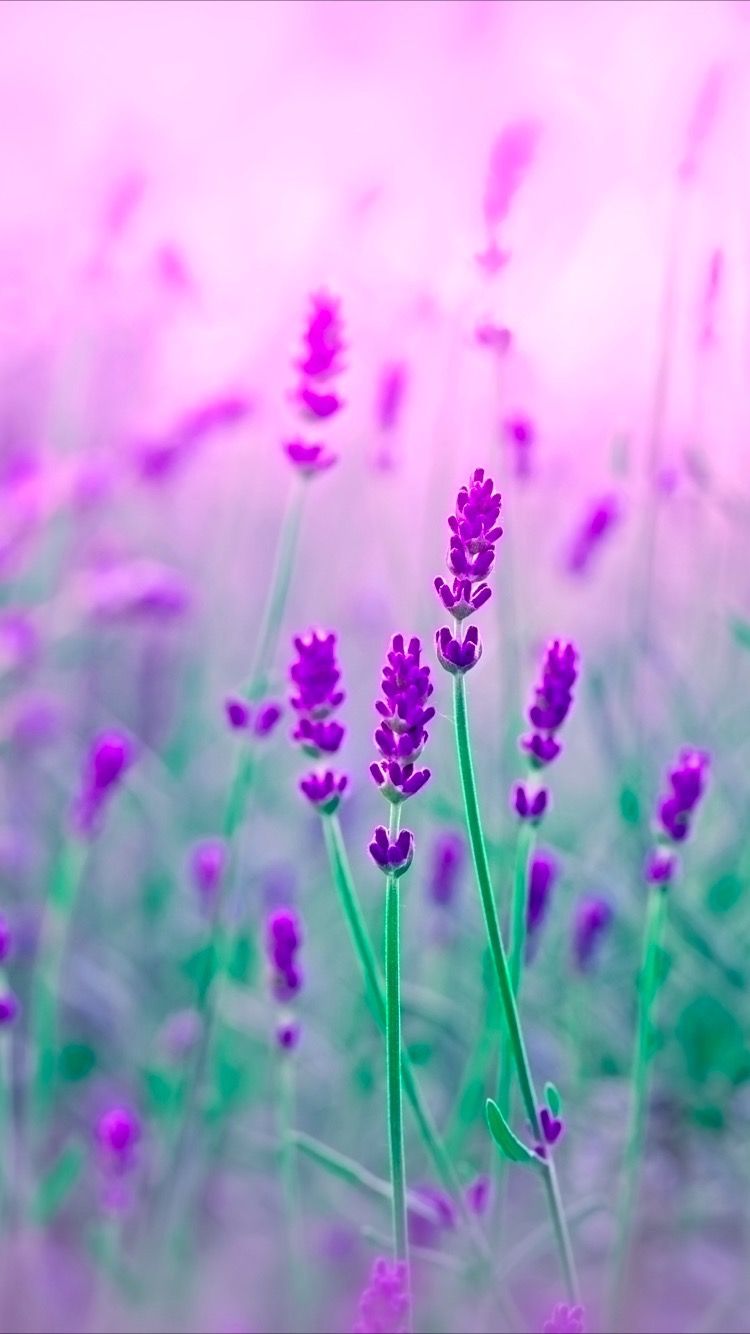 Flower Wallpaper Purple - HD Wallpaper 