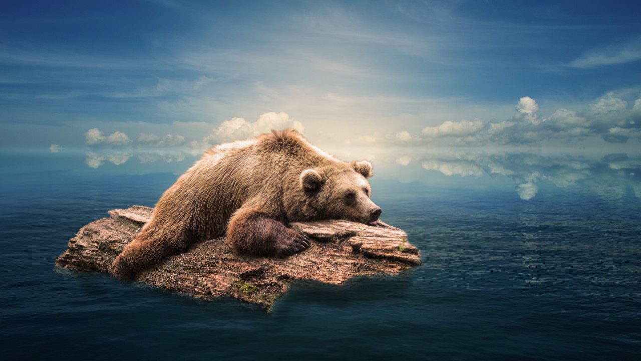 Bear 4k - HD Wallpaper 