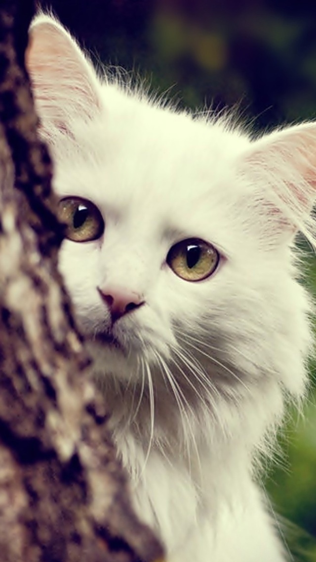 White Cat Iphone 5 Wallpaper - Hd Animals Wallpaper For Mobile - HD Wallpaper 