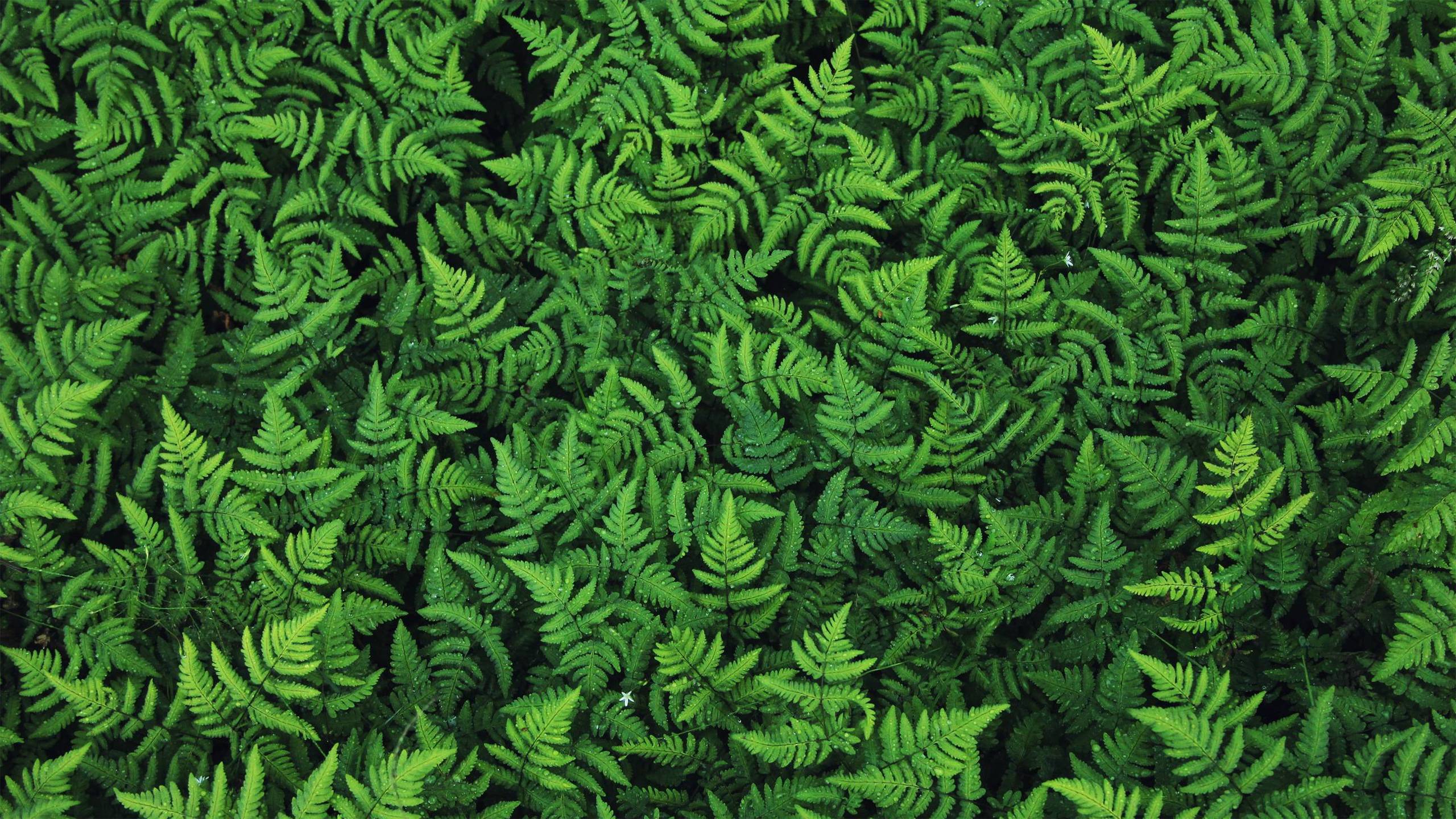 Fern Wallpapers High Resolution - HD Wallpaper 