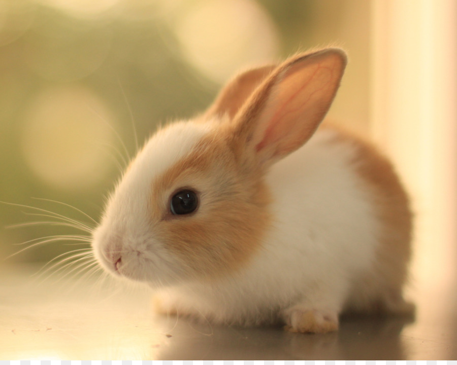 Transparent Png Image - Cute Desktop Wallpaper Hd Widescreen Free Download - HD Wallpaper 